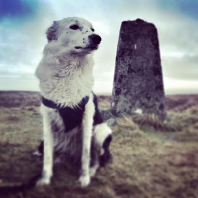 15535284_1812921498977754_9025284833743470592_n1